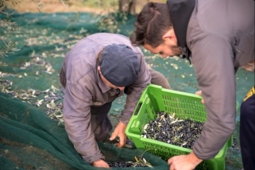 Zbiory oliwek w Grecji – ojciec i syn zbierają oliwki w gaju oliwnym.