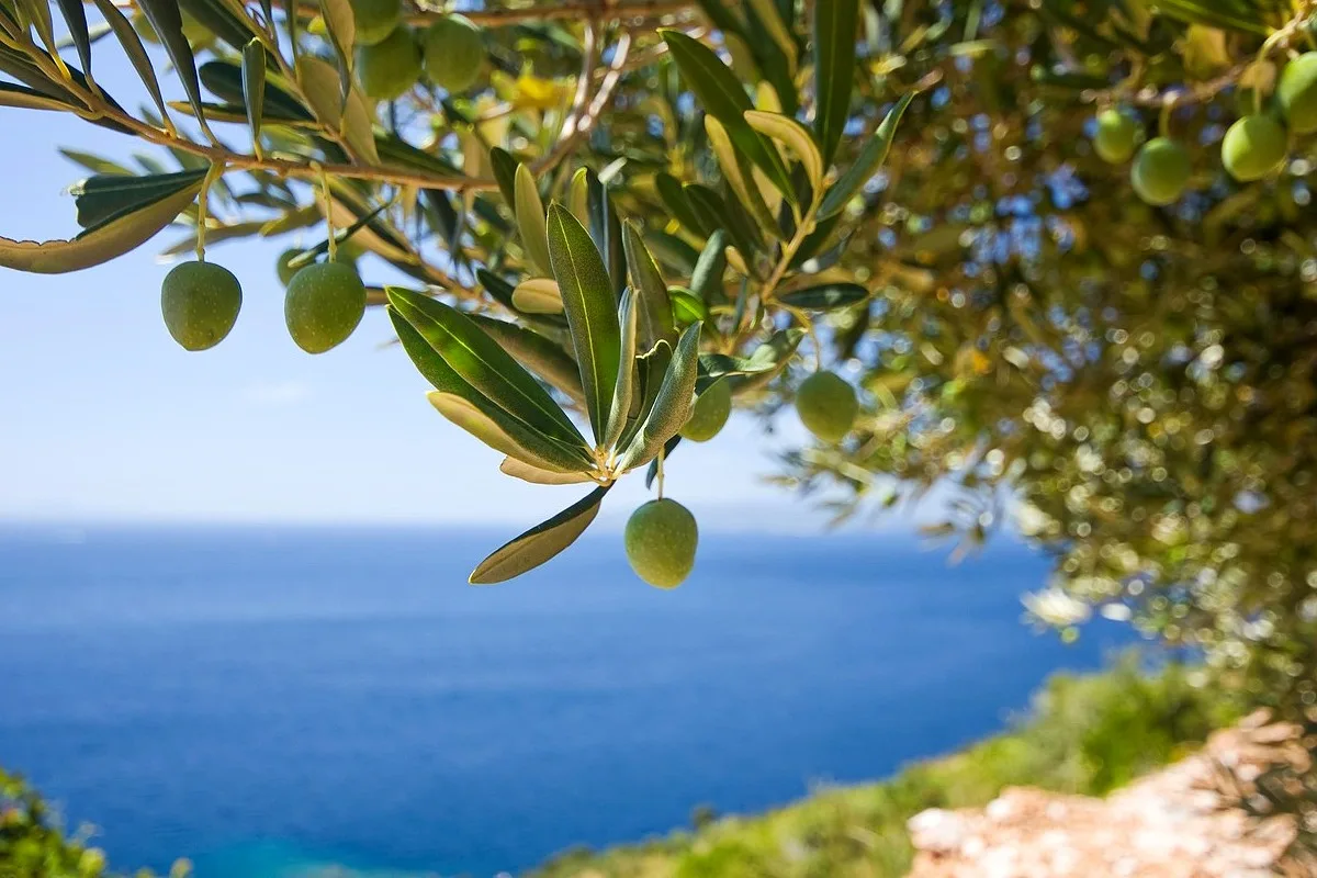 Drzewo oliwne na tle błękitnego morza greckiego