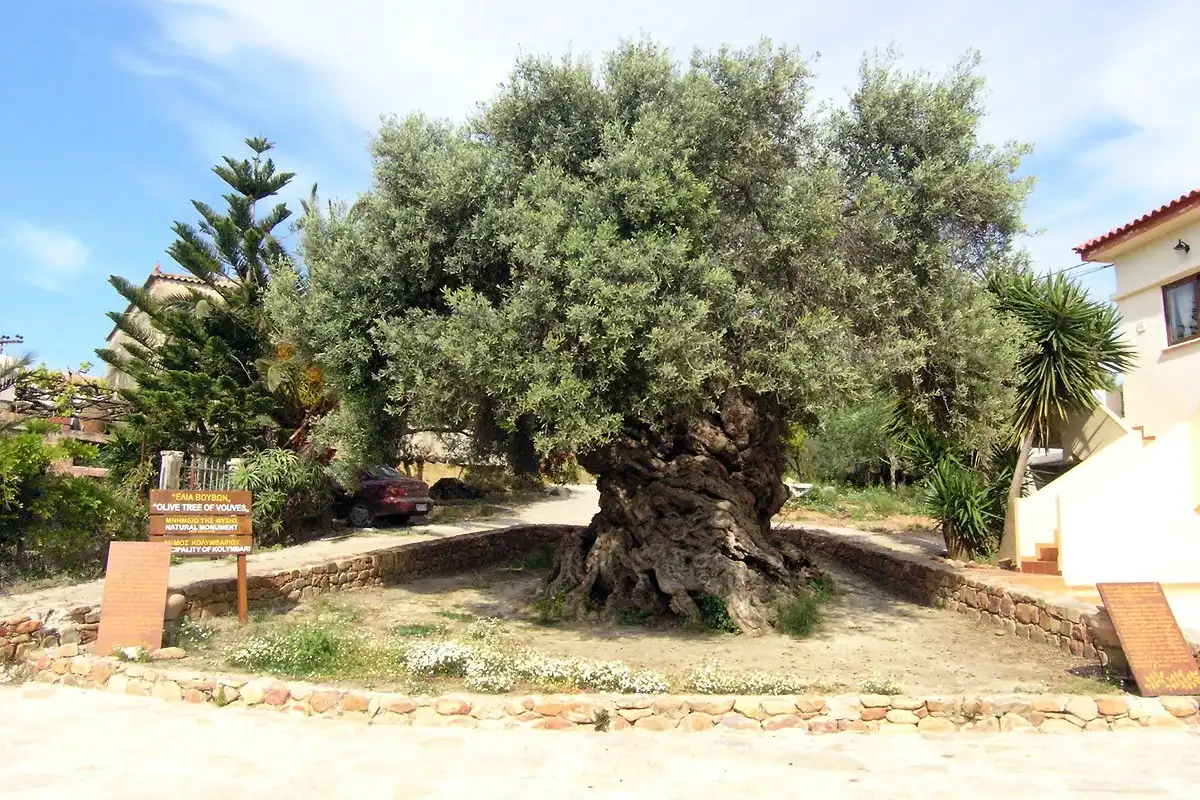 Najstarsze drzewo oliwne w Vouves na Krecie, mające ponad 2000 lat.